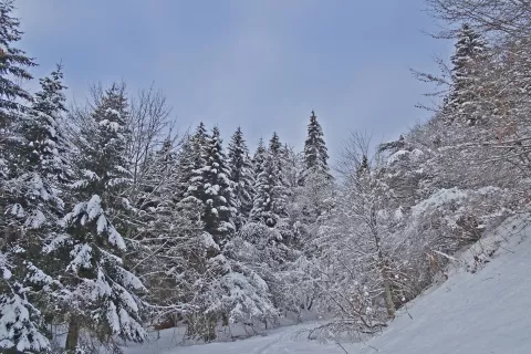 Gaz nad Planino za jamo. / Foto: Jelena Justin