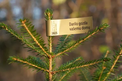 Označevanje okrasnih dreves / Foto: Zgs