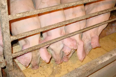 Afri&scaron;ka pra&scaron;ičja kuga lahko povzroči v pra&scaron;ičereji veliko gospodarsko &scaron;kodo. / Foto: Cveto Zaplotnik