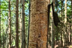 Podlubniki povzročajo lastnikom gozdov ekonomsko škodo, pri tem pa je škoda odvisna tudi od tega, kako hitro lastniki odkrijejo in posekajo poškodovana drevesa. / Foto: Cveto Zaplotnik