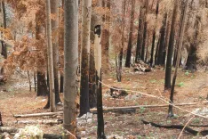Požari v gozdovih lahko povzročijo veliko gospodarsko in okoljsko škodo. Na sliki: posledice gozdnega požara nad Potočami so še dobro vidne. / Foto: Cveto Zaplotnik