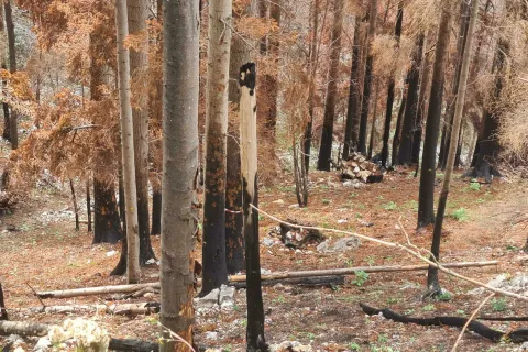 Požari v gozdovih lahko povzročijo veliko gospodarsko in okoljsko &scaron;kodo. Na sliki: posledice gozdnega požara nad Potočami so &scaron;e dobro vidne. / Foto: Cveto Zaplotnik