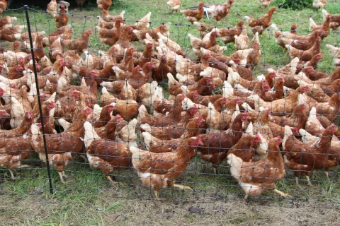 Ptičja gripa lahko povzroči veliko gospodarsko škodo rejcem perutnine. / Foto: Cveto Zaplotnik