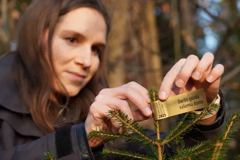 Božično-novoletna okrasna drevesca, pridobljena v slovenskih gozdovih, so letos označena z zlato nalepko. / Foto: Zgs