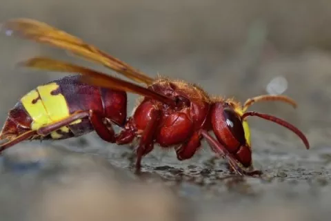 Odrasli orientalski sr&scaron;eni so dolgi od 2,5 do 3,5 centimetra. Njihovo telo je rdeče-rjave barve z jasno vidnimi rumenimi pasovi na zadku.  / Foto: Splet Čzs