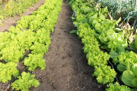 Orientalska plodova muha napada &scaron;tevilne vrste sadja in zelenjave. / Foto: Cveto Zaplotnik