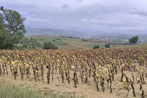 Gričevnata pokrajina Macerata v deželi Marke / Foto: Slavko Zupanc