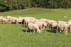 Država pomaga ovčerejcem, ki so utrpeli izgube zaradi bolezni modrikastega jezika. / Foto: Cveto Zaplotnik