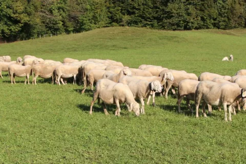 Država pomaga ovčerejcem, ki so utrpeli izgube zaradi bolezni modrikastega jezika. / Foto: Cveto Zaplotnik