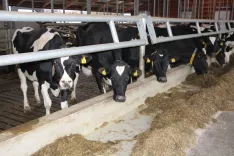 Donosnost prireje mleka se poslab&scaron;uje. Odkupna cena mleka se je znižala že tretji mesec zapored. / Foto: Cveto Zaplotnik