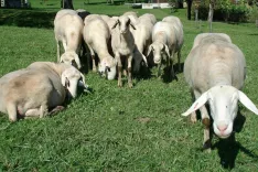 Z obveznim cepljenjem naj bi za&scaron;čitili drobnico in goveda pred boleznijo modrikastega jezika. / Foto: Cveto Zaplotnik