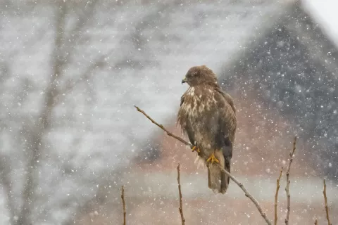Ptice pozimi / Foto: Peter Ko&scaron;enina
