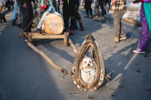 Vleka ploha je v Sloveniji dobro poznan »obred«, ki ga v času pustovanja izvedejo, če se od božiča do pepelnice v vasi nihče ne poroči. Tudi v Planini pod Golico ni bilo korenjaka, ki bi se sprehodil do oltarja, je bil pa veliko bolj pogumen majhen psiček, ki je ponosno poziral ob konjskem komátu. Morebiti pa se med štirinožci najde »nevesta«, ki se bo pozitivno odzvala na kosmato ženitno ponudbo. N. T. / Foto: Nik Bertoncelj