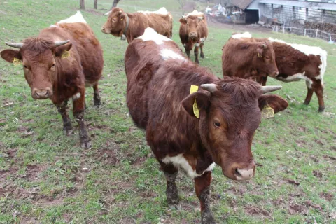 Na ekolo&scaron;kih kmetijah v Sloveniji so lani redili nekaj manj kot 41 tisoč goved. Slika je simbolična. / Foto: Cveto Zaplotnik