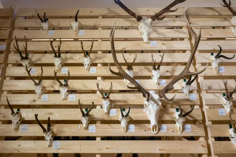 Na razstavi bodo na ogled trofeje lani uplenjene divjadi. / Foto: Primož Pičulin