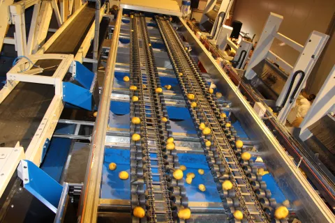 Optični sortirnik sortira krompir in čebulo po debelini in kakovosti. / Foto: Cveto Zaplotnik