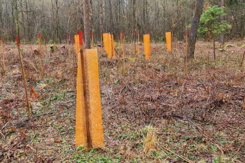 V Sloveniji obnova gozdov poteka načrtno in pod strokovnim nadzorom zavoda za gozdove. / Foto: Cveto Zaplotnik