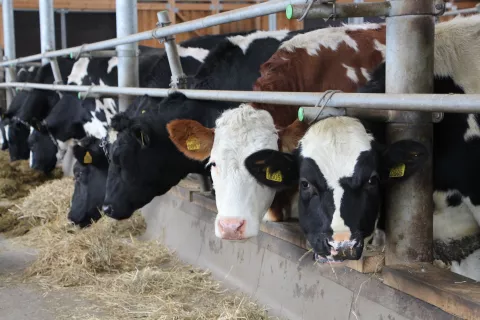 Prireja mleka postaja zaradi zniževanja odkupne cene vse manj donosna. / Foto: Cveto Zaplotnik