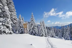 Fotogenična lovska opazovalnica v pravljičen svetu. / Foto: Jelena Justin
