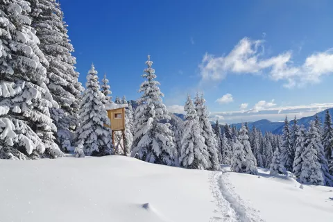 Fotogenična lovska opazovalnica v pravljičen svetu. / Foto: Jelena Justin