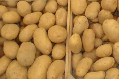 Priporočena sortna lista je pridelovalcem v pomoč pri izbiri sort. / Foto: Cveto Zaplotnik