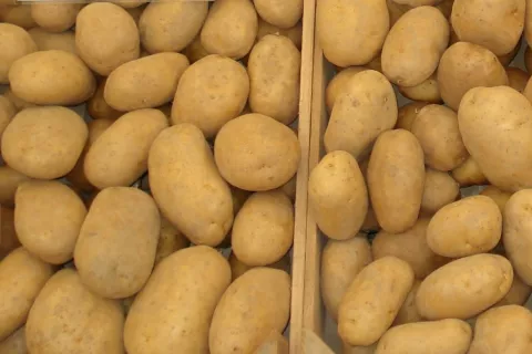 Priporočena sortna lista je pridelovalcem v pomoč pri izbiri sort. / Foto: Cveto Zaplotnik