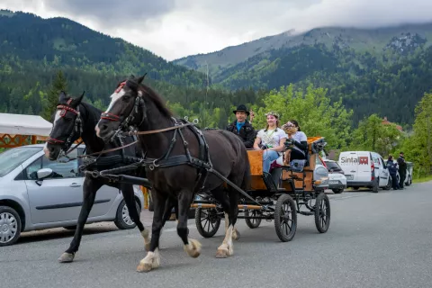 Miss narcis Planina pod Golico 2025 / Foto: Nik Bertoncelj