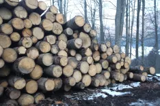 hlod les či&scaron;čenje gozd spravilo lesa / Foto: Gorazd Kavčič