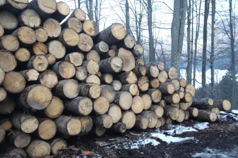 hlod les či&scaron;čenje gozd spravilo lesa / Foto: Gorazd Kavčič