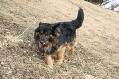 Za okužbo z virusom lažne stekline so najbolj dovzetni psi, &scaron;e posebej lovski. / Foto: Cveto Zaplotnik