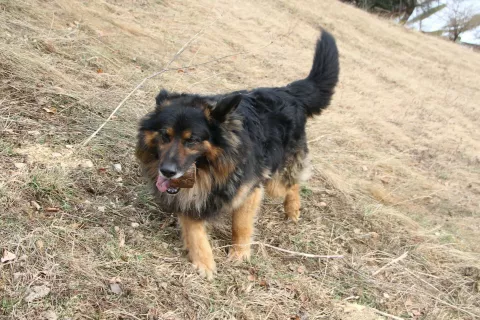 Za okužbo z virusom lažne stekline so najbolj dovzetni psi, &scaron;e posebej lovski. / Foto: Cveto Zaplotnik