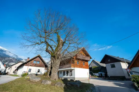 Vrba, februar 2026Na fotografiji Stara lipa va&scaron;ko jedro Vrba / Foto: Nik Bertoncelj