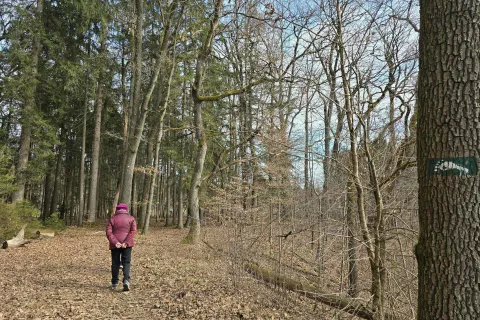 Radovlji&scaron;ka gozdna učna pot je vse leto zelo priljubljena tudi med sprehajalci, sej je le okoli kilometer in pol oddaljena od sredi&scaron;ča mesta. / Foto: Marjana Ahačič