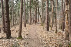 S pastmi bodo ugotavljali prisotnost karantenskih &scaron;kodljivih organizmov v gozdu. / Foto: Cveto Zaplotnik