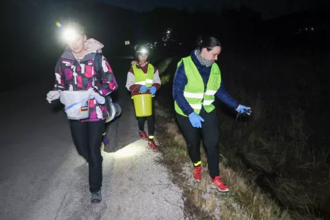 žaba, krastača varno čez cesto prostovoljci Straži&scaron;če / Foto: Tina Dokl