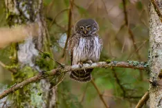 va&scaron; razgled 01 sova / Foto: Nik Bertoncelj