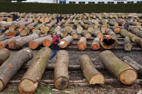 Na licitaciji je bilo 6050 hlodov približno tridesetih različnih drevesnih vrst. / Foto: Zgs