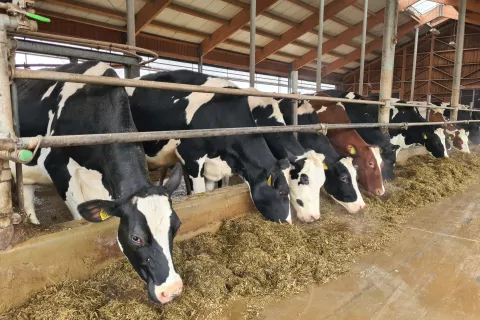 Prireja mleka postaja zaradi zniževanja odkupne cene mleka vse manj donosna. / Foto: Cveto Zaplotnik