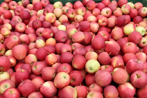 S slovensko zastavo bo možno označevati tudi pridelke Izbrana kakovost - Slovenija. / Foto: Cveto Zaplotnik