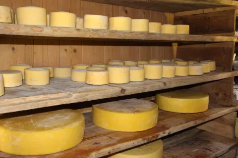 Na gorenjskih kmetijah je pomembna dopolnilna dejavnost predelava mleka v mlečne izdelke. / Foto: Cveto Zaplotnik