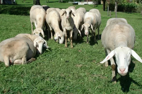 Od novega leta dalje poteka v Sloveniji obvezno cepljenje goved in drobnice proti bolezni modrikastega jezika. / Foto: Cveto Zaplotnik