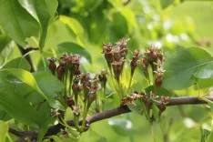Lanska pozeba je povzročila &scaron;kodo tudi na nekaterih kmetijskih gospodarstvih na Gorenjskem. / Foto: Cveto Zaplotnik