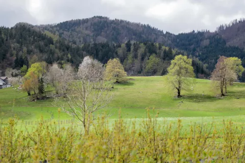 kmetijstvo narava vrt rastline panorama občina Gorje / Foto: Tina Dokl