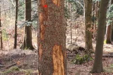Pravočasen posek lubadark je eden najpomembnej&scaron;ih ukrepov za zmanj&scaron;anje &scaron;kode v gozdovih. / Foto: Cveto Zaplotnik