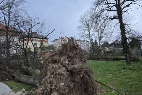 močan veter, podrta drevesa Radovljica 26. 3. 2026 / Foto: Marjana Ahačič