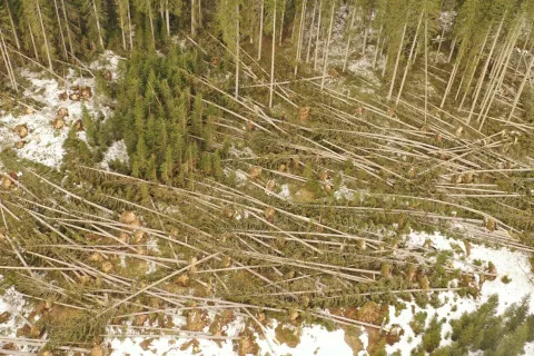 Večja strnjena povr&scaron;ina po&scaron;kodovanega gozda je na Pokljuki. / Foto: Zgs-oe Bled