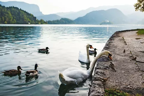 Na glasovanju pet projektov