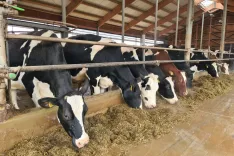 Tema izobraževalnega večera bodo tudi bolezni pri govedu. / Foto: Cveto Zaplotnik