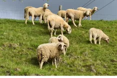 Bolezen modrikastega jezika je lani poleti tudi gorenjskim ovčerejcem razredčila trope. / Foto: Cveto Zaplotnik