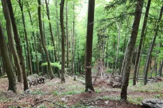 Z gozdarskimi načrti analizirajo preteklo gospodarjenje z gozdovi, izpostavijo glavne probleme in določijo usmeritve za naslednje desetletno obdobje. / Foto: Cveto Zaplotnik